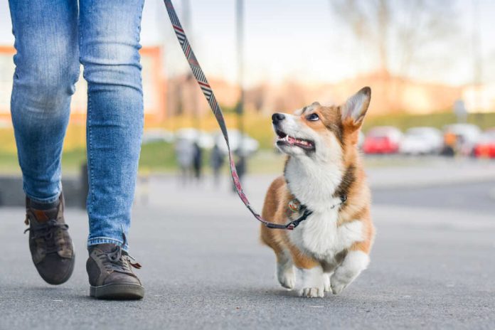 shutterstock_1342380161.jpg featured image Person walking a corgi on a leash outside.