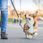Person walking a corgi on a leash outside.