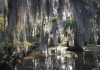 A serene swamp scene with moss-draped trees and reflections in the water