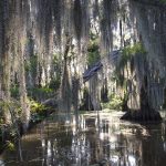 Extinct Creature Returns After 200 Years – Unbelievable! A serene swamp scene with moss-draped trees and reflections in the water