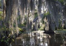 A serene swamp scene with moss-draped trees and reflections in the water