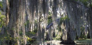 A serene swamp scene with moss-draped trees and reflections in the water