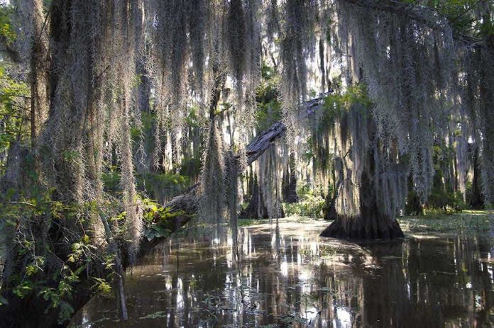 shutterstock_239777869.jpg A serene swamp scene with moss-draped trees and reflections in the water