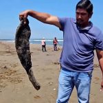 Catastrophic Oil Spoil Wrecks Havoc Along U.S Coast