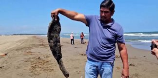 Catastrophic Oil Spoil Wrecks Havoc Along U.S Coast