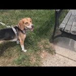 Vet Warns Of Eight Symptoms As Dogs Face Fatal Summer Danger