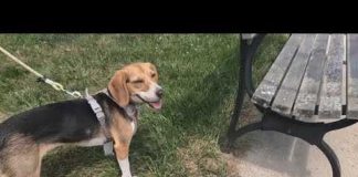 Vet Warns Of Eight Symptoms As Dogs Face Fatal Summer Danger
