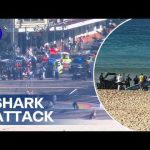 Woman MAULED In Horrific Shark Attack! Woman fighting for life after Sydney shark attack | 9 News Australia