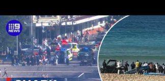 Woman fighting for life after Sydney shark attack | 9 News Australia
