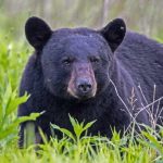 Couple SURVIVES Backyard Bear Attack! California Couple Fights Off Bear with a Water Bottle & Hatchet! 😱🐻