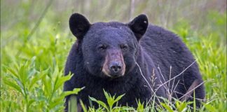 California Couple Fights Off Bear with a Water Bottle & Hatchet! 😱🐻