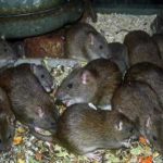 Poison-Proof Mutant Rats Spreading Across U.S Cities! Group of brown rats eating scattered seeds on the ground