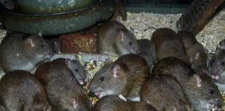 Group of brown rats eating scattered seeds on the ground