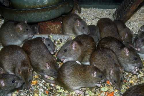 Group of brown rats eating scattered seeds on the ground