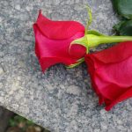 Rock Icon’s Final Tour Turns DEADLY! Two red roses on a gray stone surface.