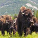 Bison Attack Sends Tourist Airborne A herd of bison grazing in a grassy field with mountains in the background