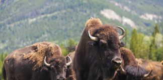Bison Attack Sends Tourist Airborne A herd of bison grazing in a grassy field with mountains in the background