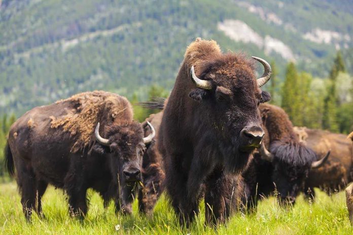 shutterstock_159245855 A herd of bison grazing in a grassy field with mountains in the background