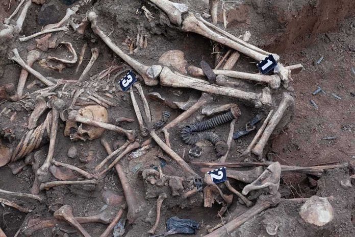 Human skeletal remains in an excavated mass grave