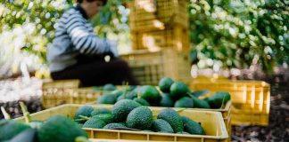Avocado Pipeline SHUT: Consumers Are Desperate Avocados in yellow crates at an orchard