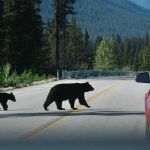 Couple SURVIVES Backyard Bear Attack! Bear with two cubs crossing a mountain road near a red car