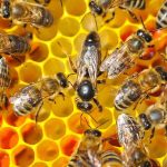 3,000-Year Honey Found – Still Edible! Honey bees on yellow honeycomb