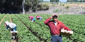 Farm workers harvesting strawberries in a field