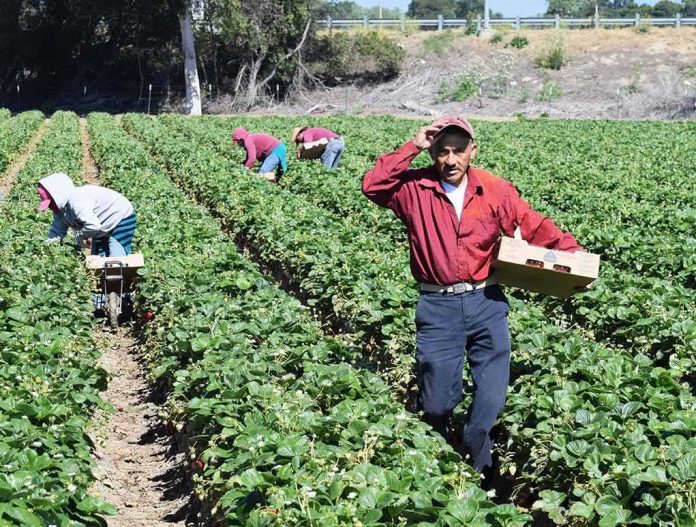Farm workers harvesting strawberries in a field