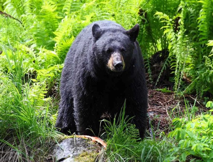 A black bear standing in a lush green forest surrounded by ferns